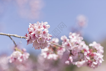 樱花树花瓣飘落樱花盛开背景