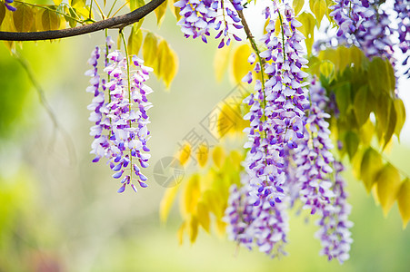 一串串紫藤花紫藤花绽放背景