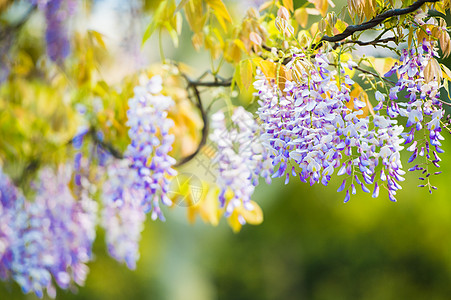 一串串紫藤花唯美紫藤萝背景