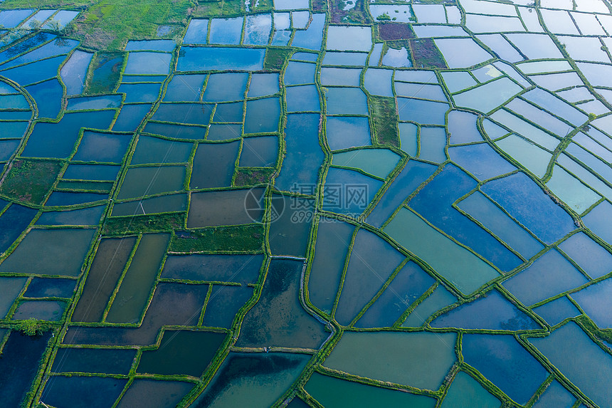 航拍千亩水稻田图片
