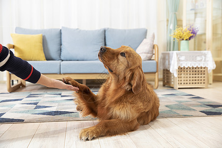 与主人握手的金毛犬图片