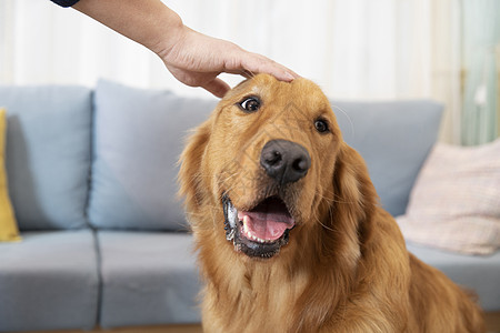 被主人抚摸的金毛犬图片