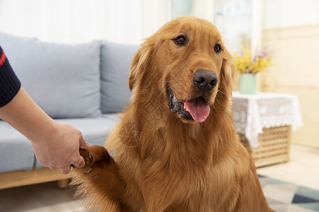 与主人握手的金毛犬图片