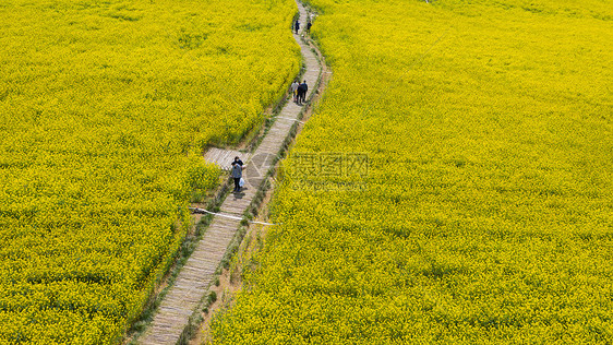 春季自然风光油菜花图片