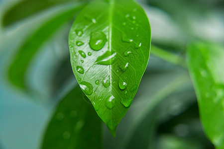 雨水水滴图片