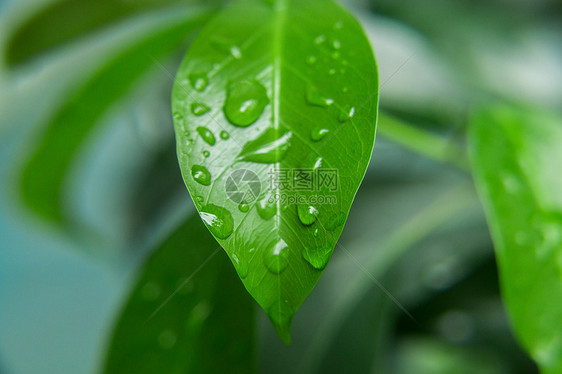 雨水水滴图片