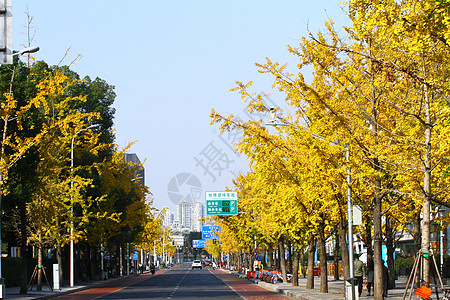 街头的银杏树背景图片