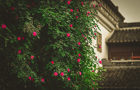 春天的绿色植物蔷薇花与传统建筑图片