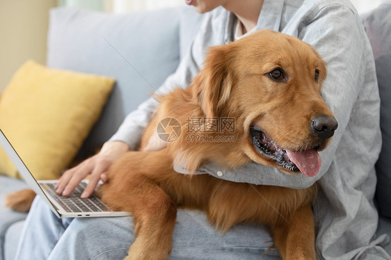 抱着金毛犬办公的居家男孩图片