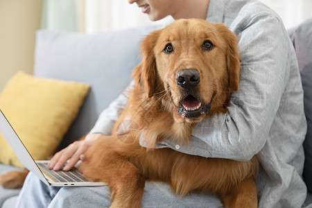 抱着金毛犬办公的居家男孩图片