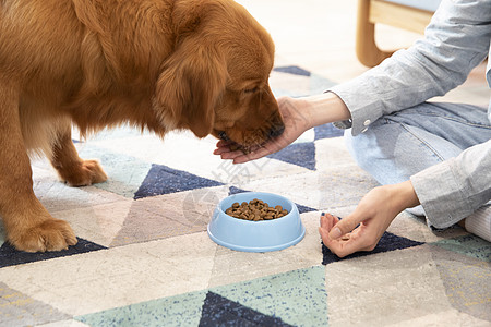 狗吃主人喂金毛犬吃狗粮特写背景