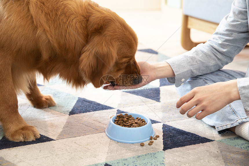 主人喂金毛犬吃狗粮特写图片