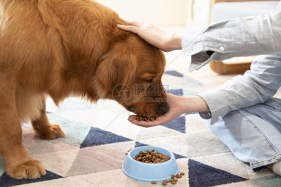 主人喂金毛犬吃狗粮特写图片