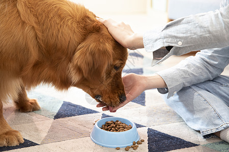 主人喂金毛犬吃狗粮特写图片