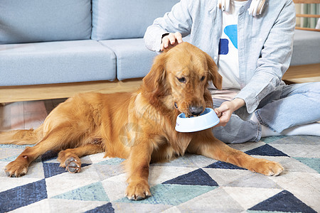 主人喂金毛犬吃狗粮特写图片