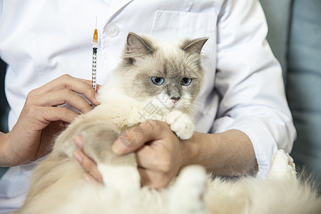 宠物医生给猫打针图片