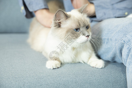 抱着宠物猫的居家男孩图片