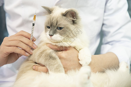 宠物医生给猫打针背景图片