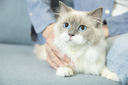 撸猫男孩可爱人猫高清图片