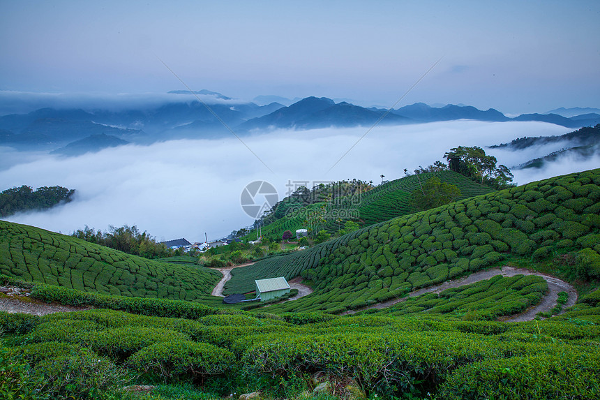 云雾缭绕茶园风光图片