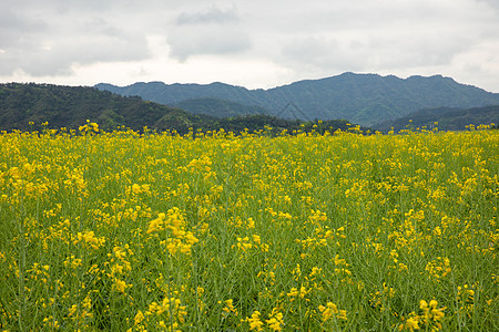 浦江民生花海油菜花田图片