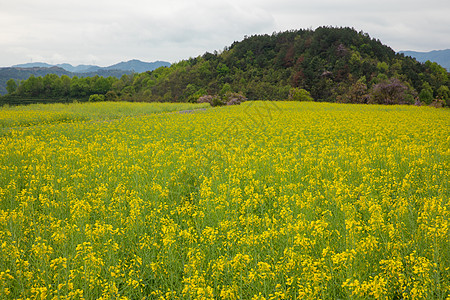 浦江民生花海油菜花田图片