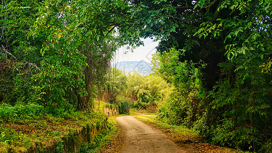 森林小道林间绿荫小道背景