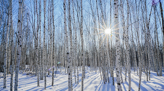 雪树林冬天黑龙江省大兴安岭漠河的白桦林背景