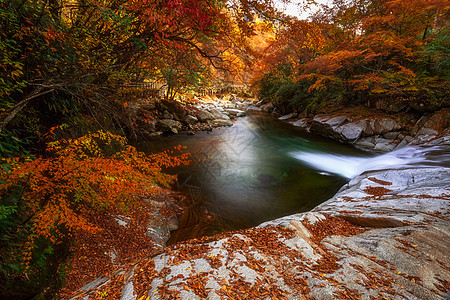 光雾山网红景区红叶节流水背景图片