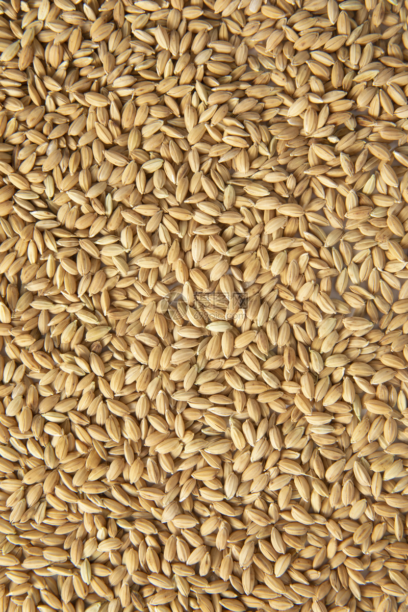 海盐稻虾轮作早熟高产水稻栽培获成功