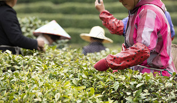 茶田里的采茶工人特写图片