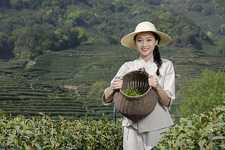 茶园里的采茶美女背景