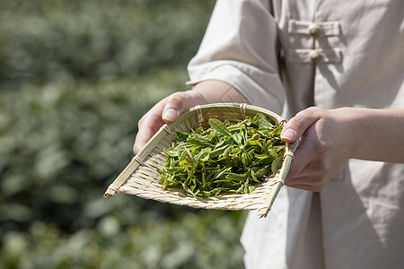 绿茶特写茶园姑娘手捧新茶手部特写背景