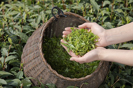 茶园姑娘手捧新茶手部特写高清图片