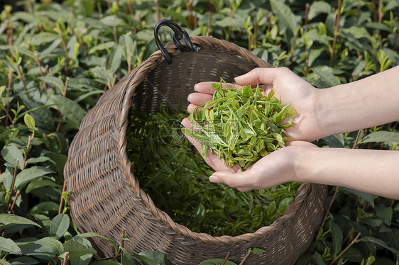 茶园姑娘手捧新茶手部特写图片