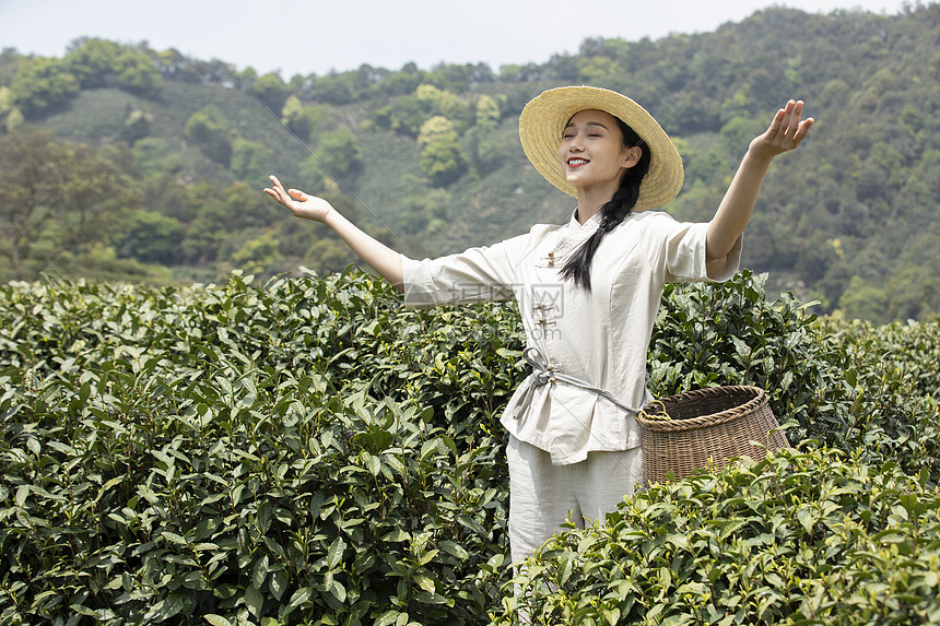 茶田里的美女张开双手拥抱图片