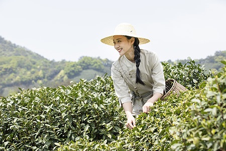 茶田里的美女采摘新茶图片