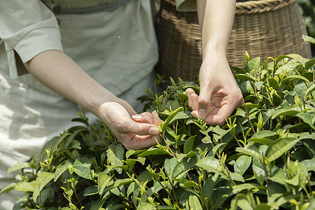 云南茶叶茶园里的姑娘采摘新茶特写背景