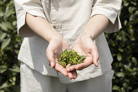 茶园里的采茶姑娘手捧新茶特写图片