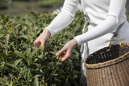 茶园姑娘背着竹篓采茶特写图片