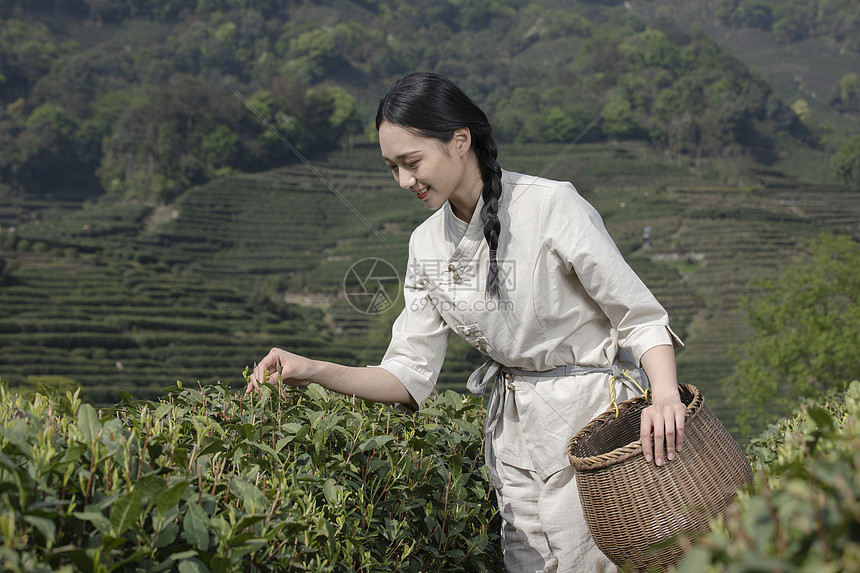 茶园里的采茶姑娘采摘