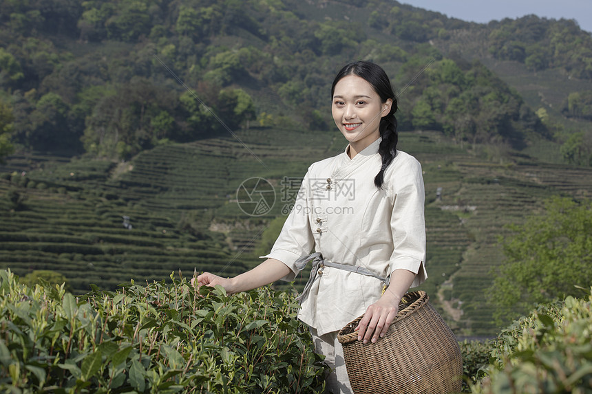茶园里的采茶姑娘采摘