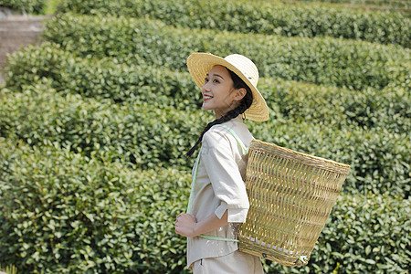 茶园姑娘背着竹篓去采茶图片