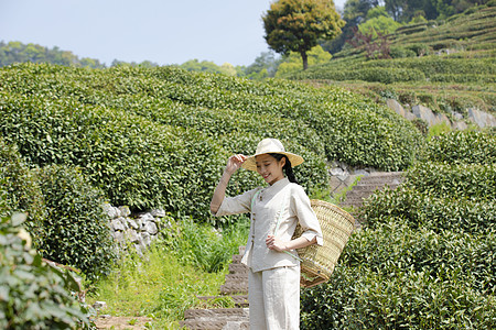 茶园姑娘背着竹篓去采茶图片