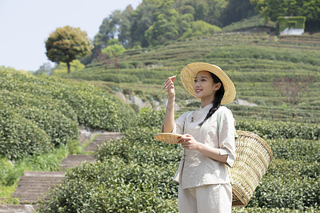 茶园姑娘背着竹篓去采茶图片