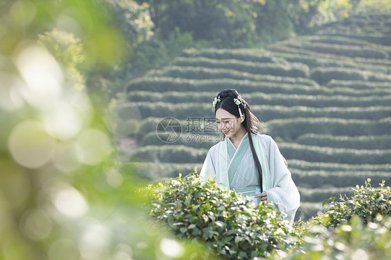 汉服古装美女背茶篓采茶图片