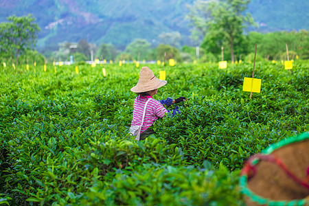 农民春天茶园里忙碌的茶农背景