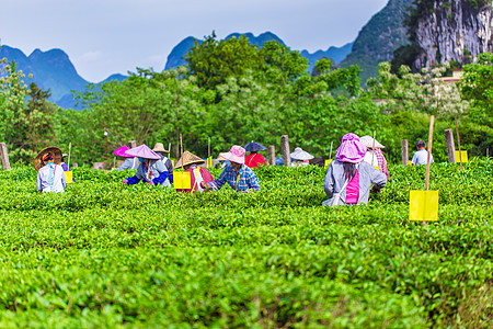 采茶春天茶园里忙碌的茶农背景