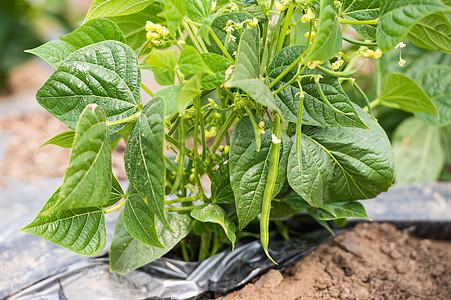 刀豆种植绿色豆角高清图片