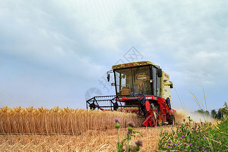 麦子丰收时节联合收割机高清图片